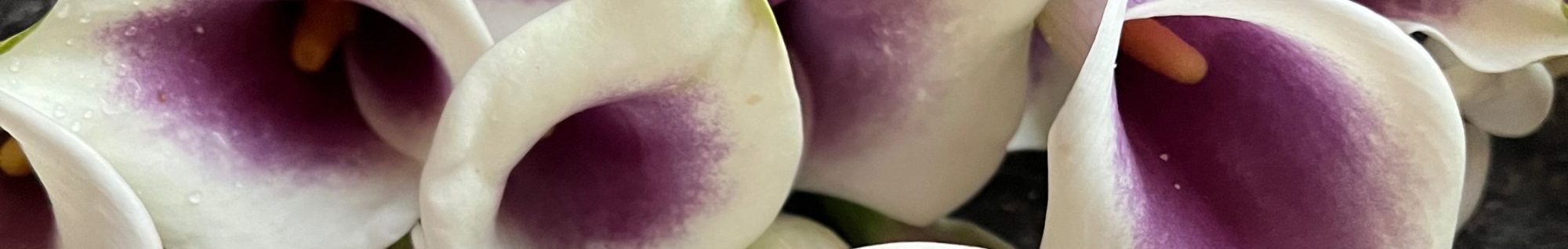 SHE GILDS THE LILY: a lavish waste of words and wonder